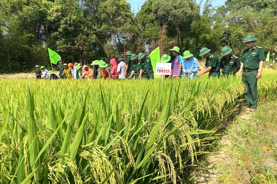 Mùa “gieo ngọc”, gieo ấm no nơi biên giới Việt - Lào