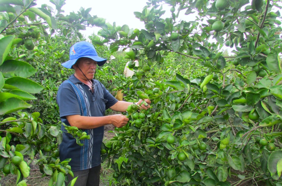Kinh tế tập thể là trụ cột vững chắc trong xây dựng nông thôn mới giai đoạn 2021-2025