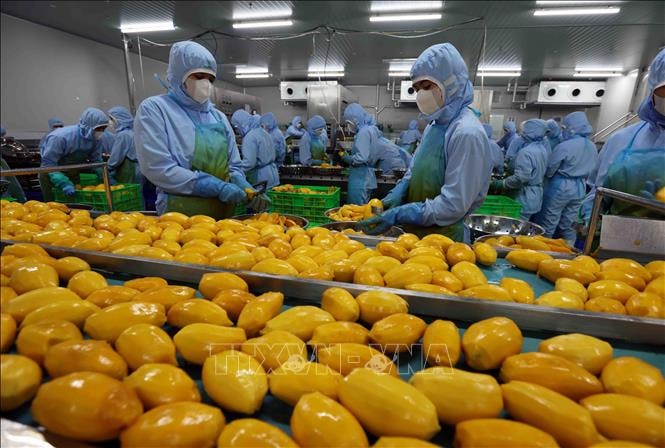 Phát triển cụm công nghiệp chế biến gắn với vùng nguyên liệu