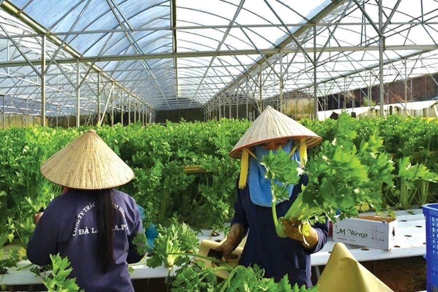 Kinh tế tập thể giúp người dân Lâm Đồng nâng cao thu nhập, ổn định cuộc sống