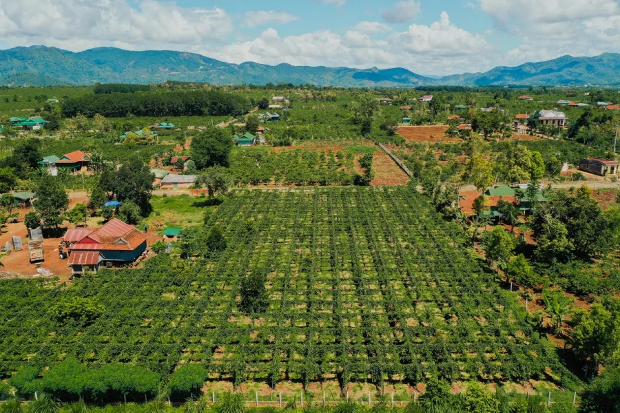 Liên kết chuỗi giá trị để nâng tầm ngành chanh leo