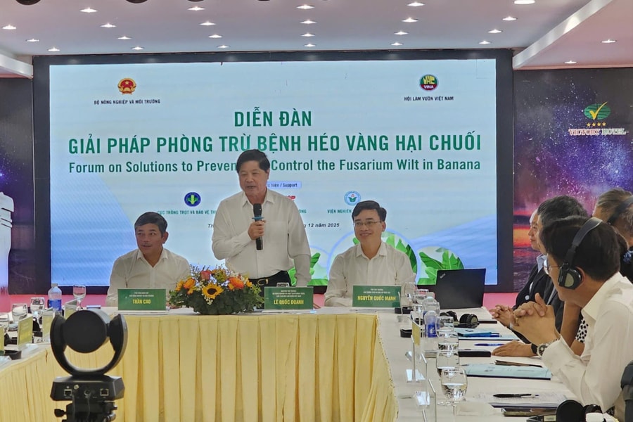 Giải pháp phòng trừ bệnh héo vàng hại chuối