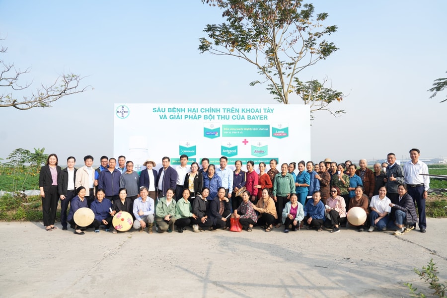 Bắc Ninh: Thuốc bảo vệ thực vật sinh học giúp khoai tây khỏe cây, sai củ, giảm tỷ lệ chết