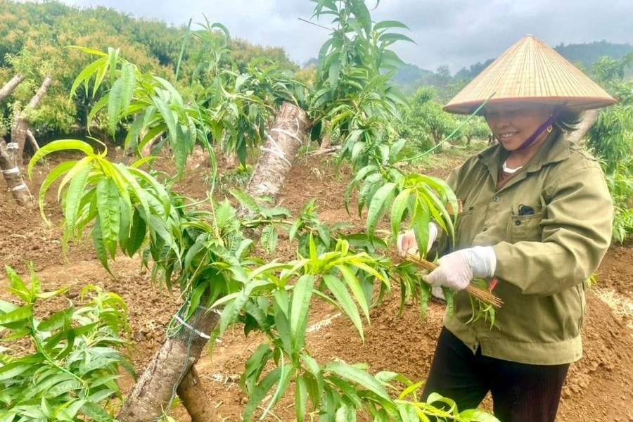 Xuân ấm từ những gốc đào rừng vườn nhà