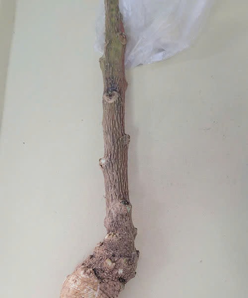 Cảnh báo ngộ độc, phản vệ do cây dại và rượu ngâm