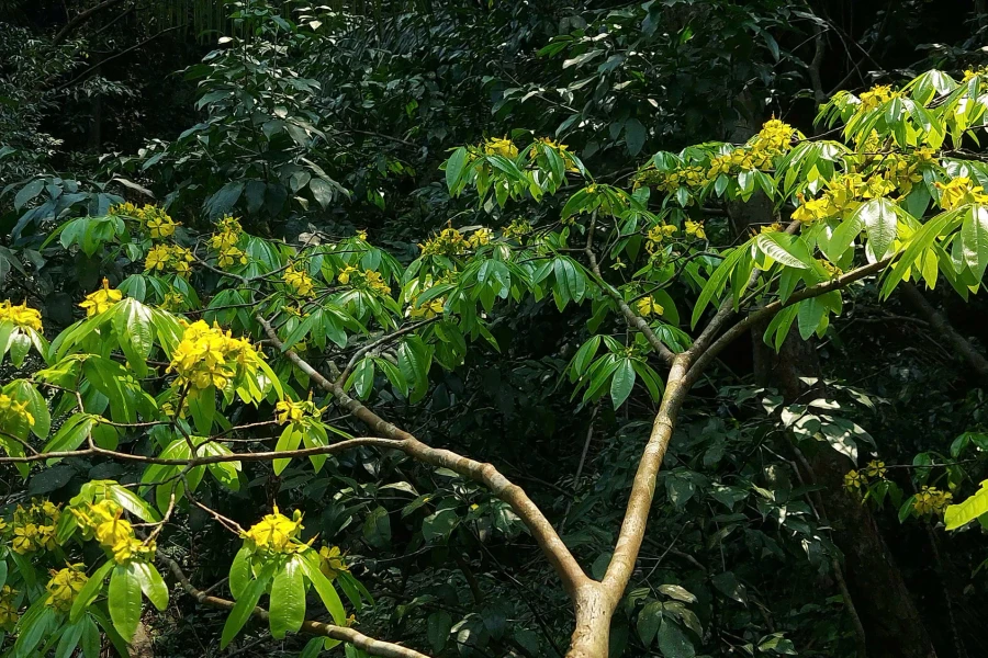 Lộc vàng nơi đầu nguồn Non Mai - Sông Hãn