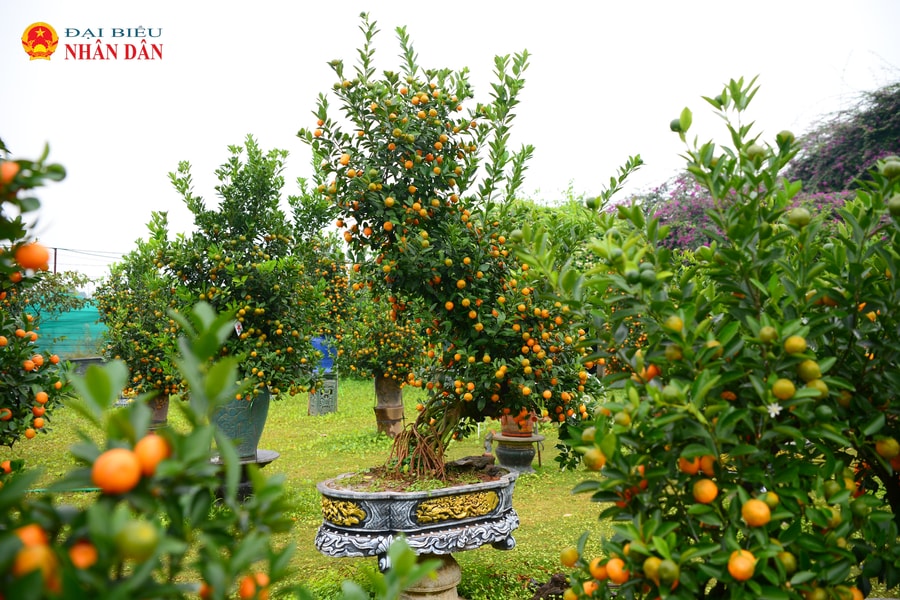 Tứ Liên (Hà Nội): Mãn nhãn quất mộc căn dáng ngựa sẵn sàng phục vụ Tết Nguyên đán