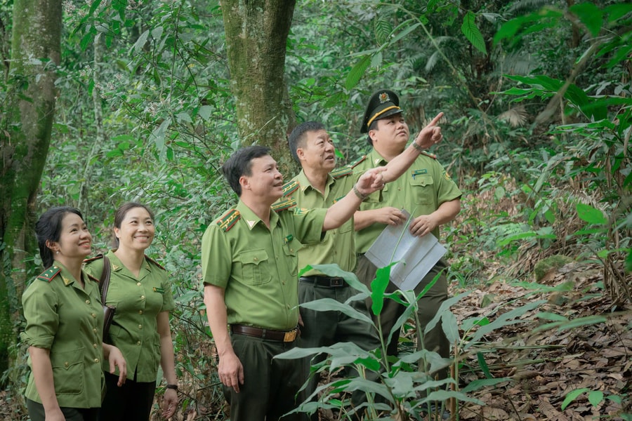 Phát triển và quản lý rừng bền vững