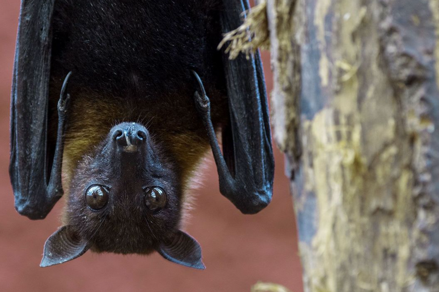 Bộ Y tế ban hành hướng dẫn tạm thời giám sát và phòng, chống bệnh do virus Nipah ở người