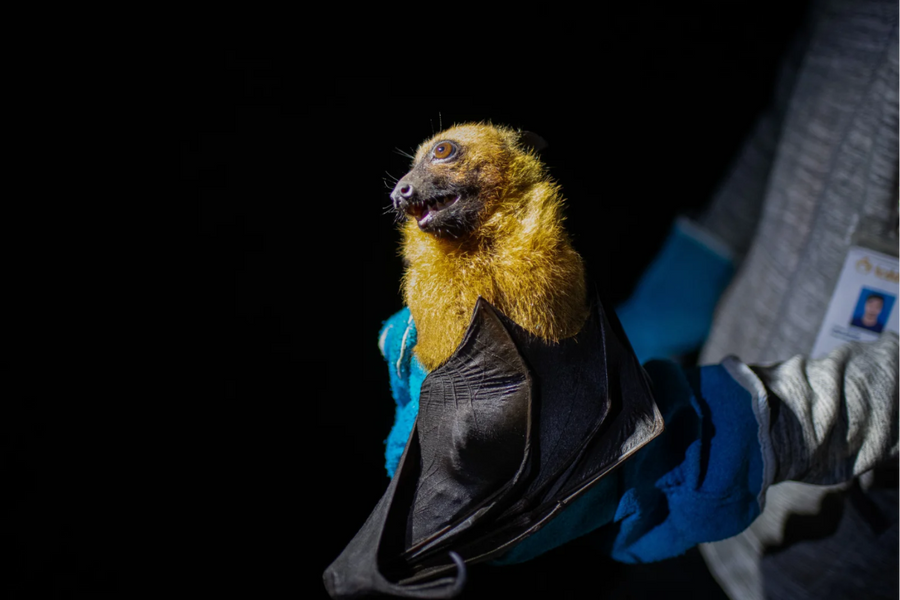 Ấn Độ tuyên bố khống chế ổ dịch Nipah, châu Á tiếp tục siết sàng lọc