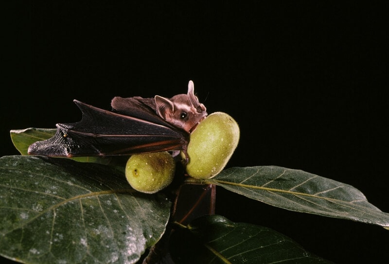 Virus Nipah có thể lây qua thực phẩm, Bộ Y tế yêu cầu tăng cường giám sát