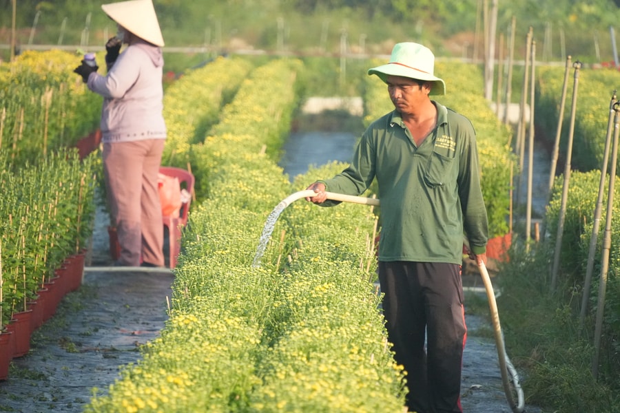 TP. Hồ Chí Minh: Làng hoa tất bật vào vụ Tết