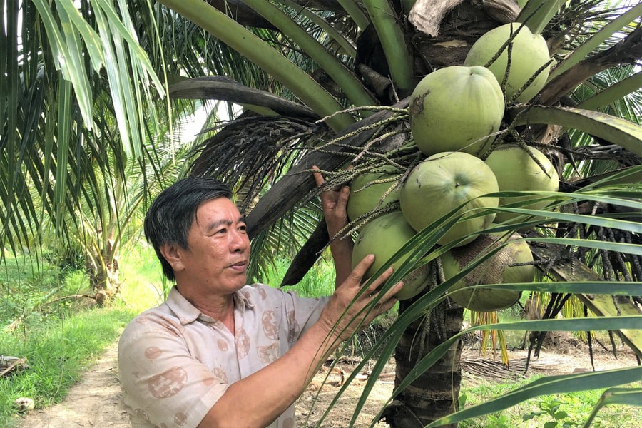 Vĩnh Long: Giải pháp canh tác trồng dừa phát thải thấp mang lại thu nhập bền vững cho nông dân