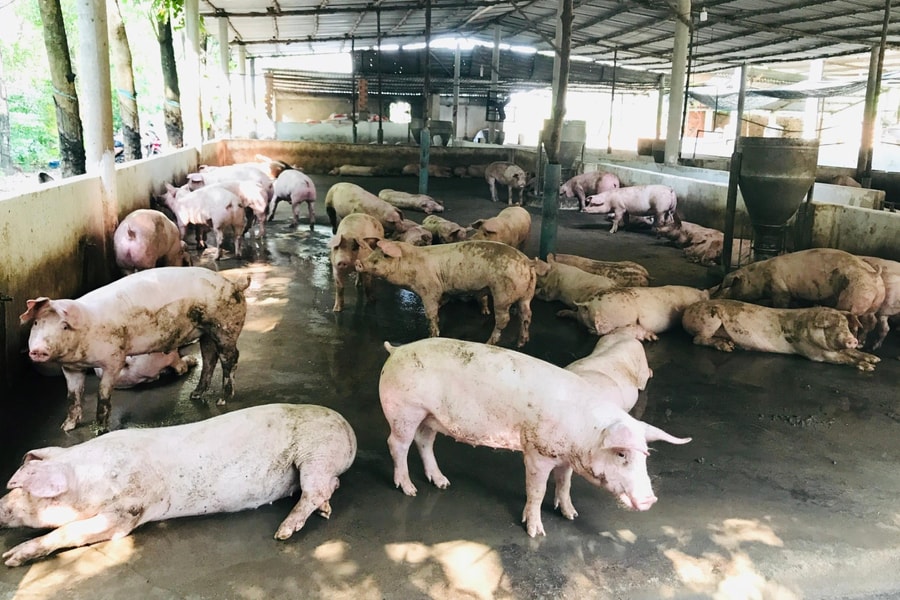 Đồng Nai: Siết chặt kiểm dịch, kiểm soát giết mổ động vật dịp Tết Nguyên đán 2026