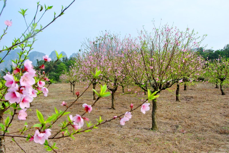 Vân Đồn (Quảng Ninh): Tổ chức ngày hội hoa đào phai mừng Đảng, mừng xuân Bính Ngọ