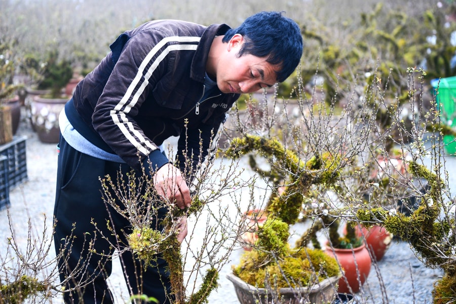 Đào rừng SaPa bày bán nhộn nhịp trên quốc lộ 4D