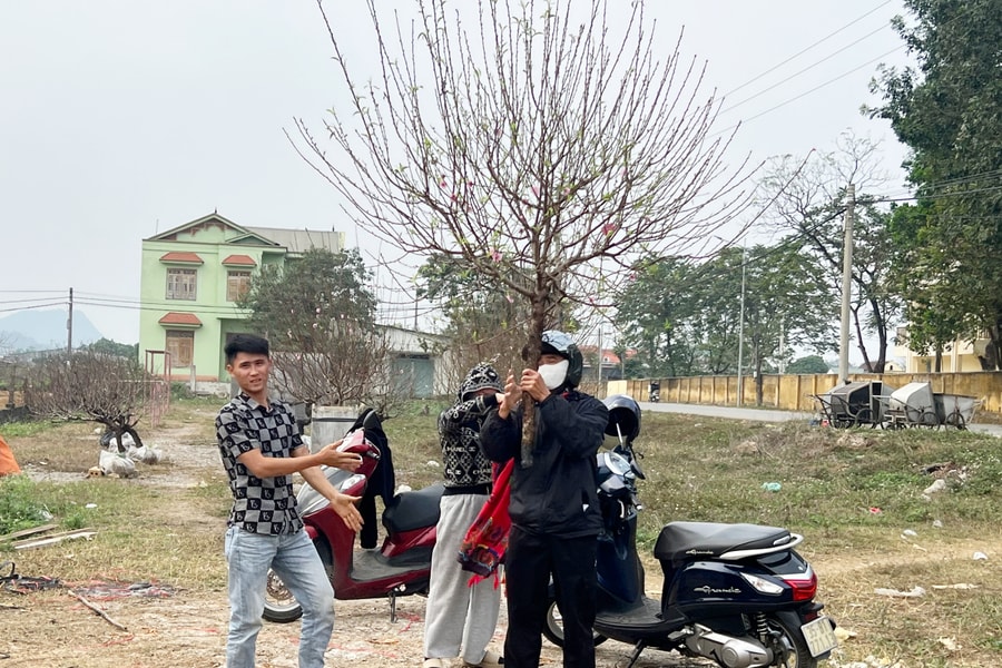 Ninh Bình: Nhộn nhịp làng đào phai Trung Sơn những ngày giáp Tết