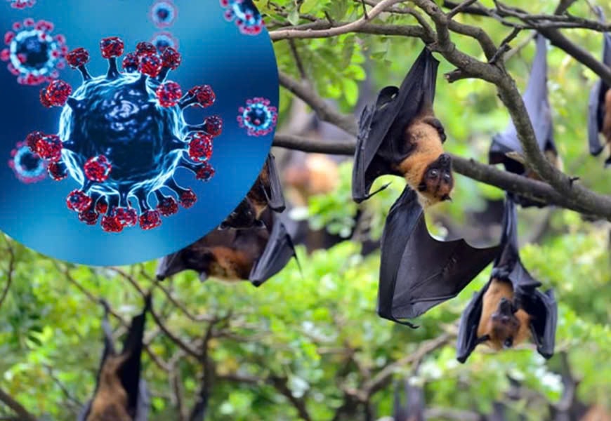 Virus Nipah: Chuyên gia cảnh báo nguy cơ tử vong cao và di chứng thần kinh lâu dài