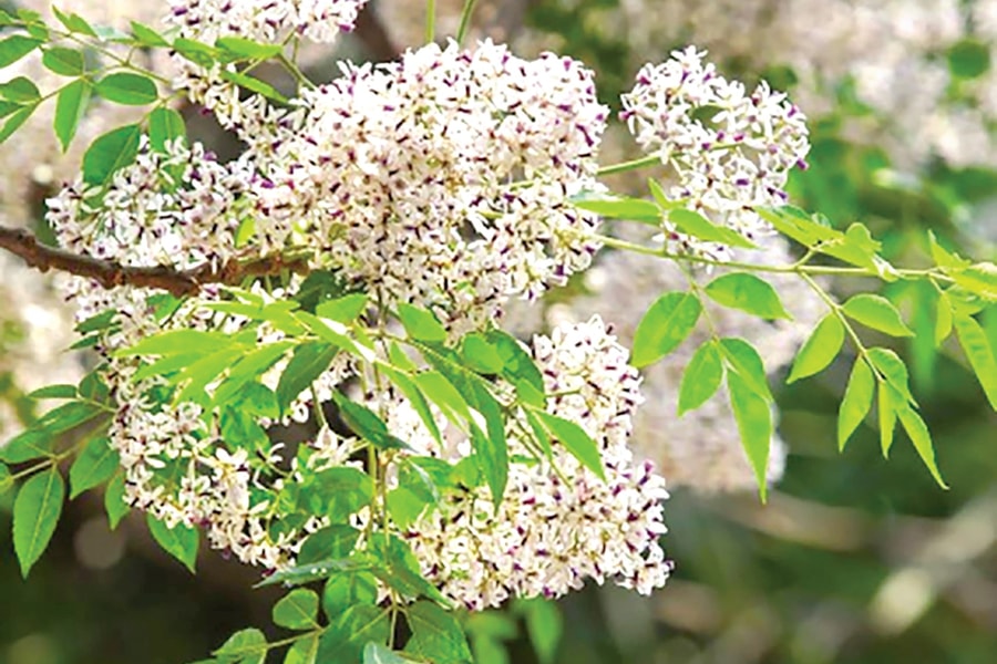 Hồn nước trong thơ Nguyễn Bính