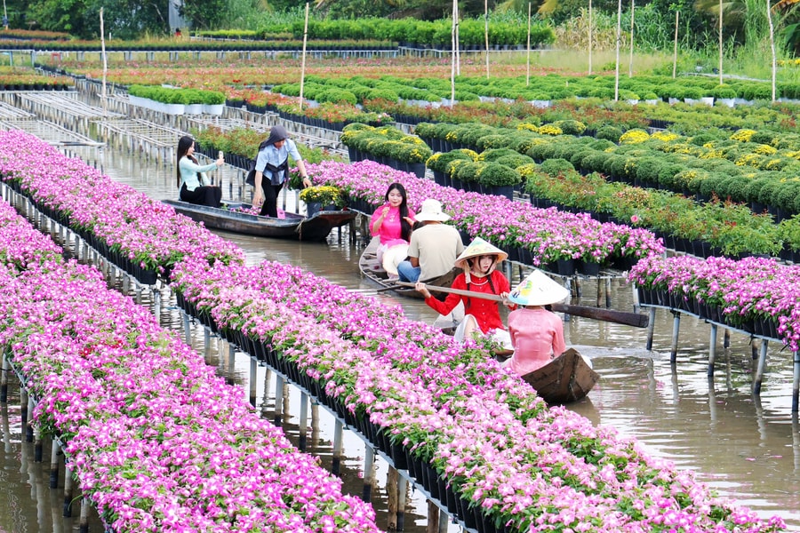 Làng hoa miền Tây "khoác áo Xuân" rực rỡ