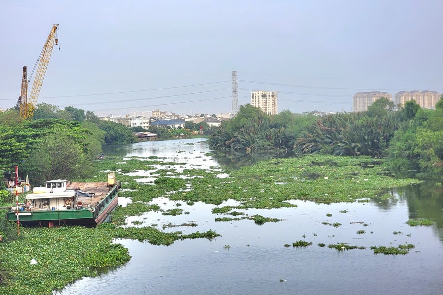 TP. Hồ Chí Minh: Đề xuất nghiên cứu giải pháp ngăn chặn lục bình, rác trôi dạt vào bãi biển
