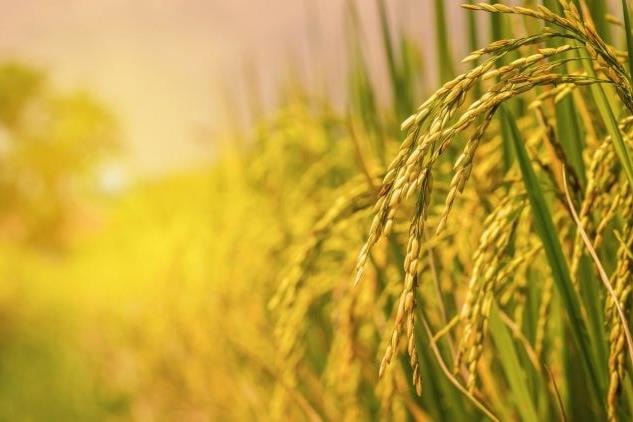 Gạo Việt trước “bài kiểm tra” thị trường