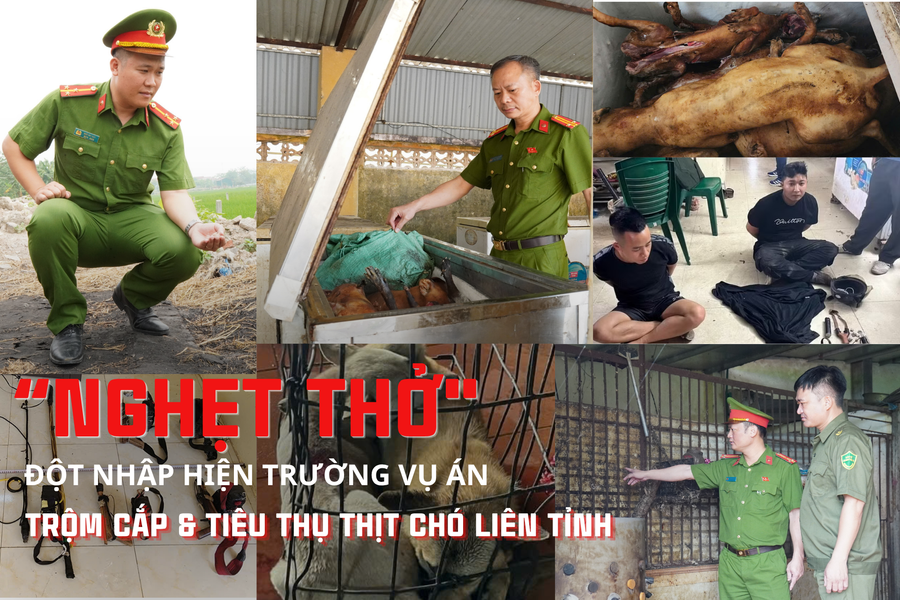 Cận cảnh hiện trường vụ án trộm cắp và tiêu thụ thịt chó liên tỉnh
