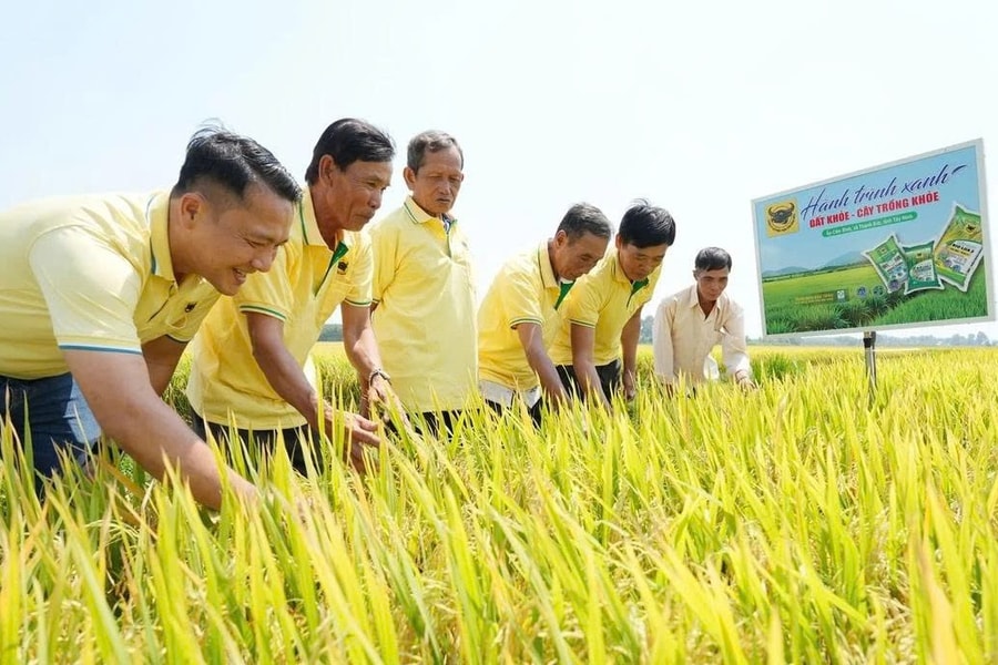 Phân bón Đầu Trâu cải thiện sức khỏe đất, hỗ trợ nông dân canh tác hiệu quả