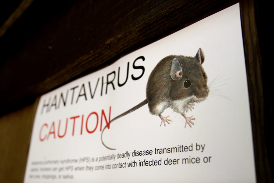 3 người vừa tử vong vì hantavirus: Bệnh nguy hiểm như thế nào?