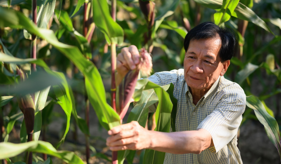 Cây trồng công nghệ sinh học tiếp tục mở rộng trên toàn cầu