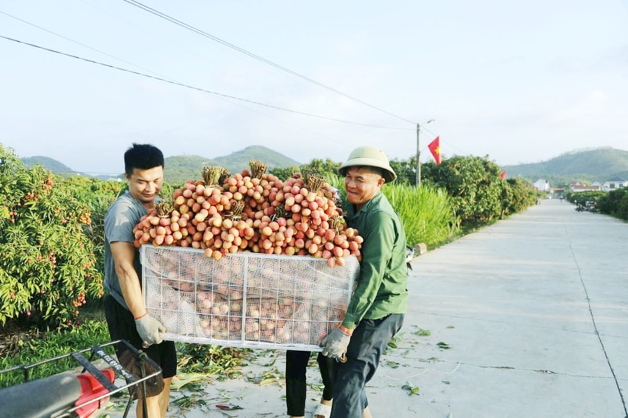 Xây dựng hệ sinh thái bền vững cho đặc sản vải thiều