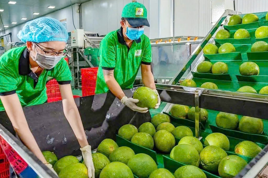 Doanh nghiệp tăng tốc mở rộng thị phần bưởi Việt Nam tại Trung Quốc