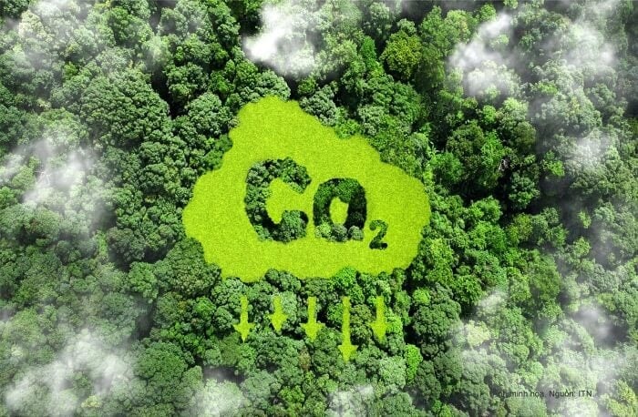 Hoàn thiện quy định về giao dịch tín chỉ carbon rừng