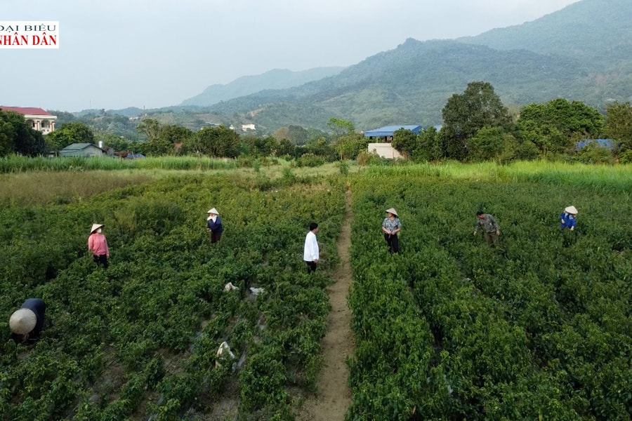 Lấy niềm tin của cử tri làm thước đo trách nhiệm