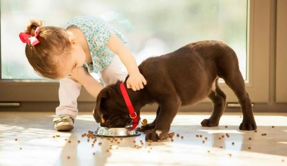Thường xuyên chơi với thú cưng, bé gái bị bọ chét ký sinh trong tai