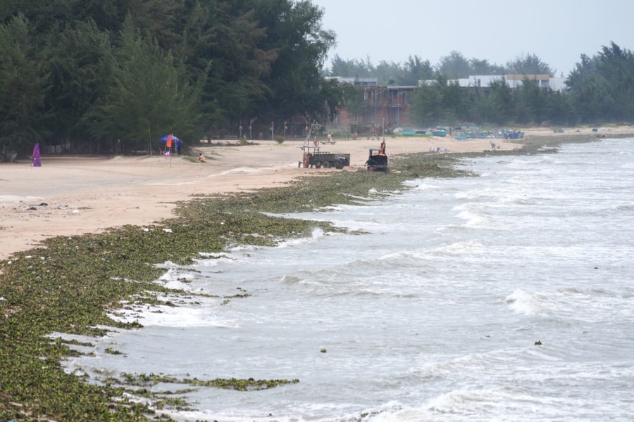 TP. Hồ Chí Minh: Xử lý lục bình, rác đại dương trôi dạt gây mất mỹ quan bãi biển