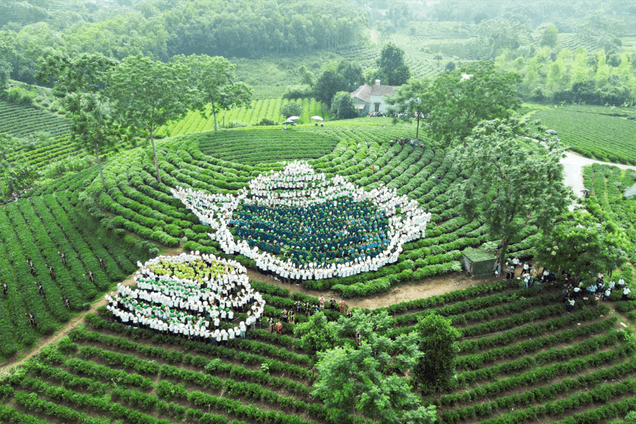 Trải nghiệm Vô Tranh – Dấu ấn Xứ trà