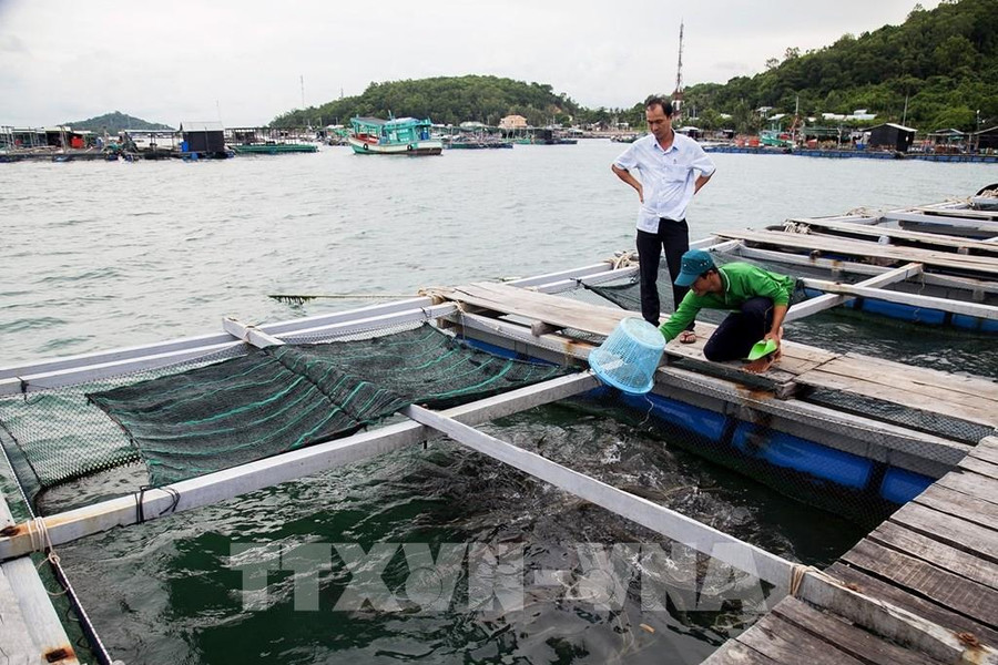Chương trình tín dụng nông, lâm, thủy sản giải ngân đạt 219.000 tỷ đồng