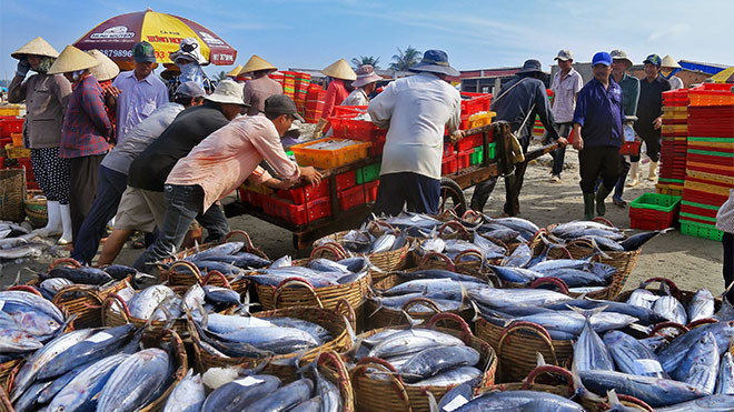 TP. Hồ Chí Minh: Bảo đảm an toàn, nâng cao hiệu quả khai thác hải sản trong mùa mưa bão