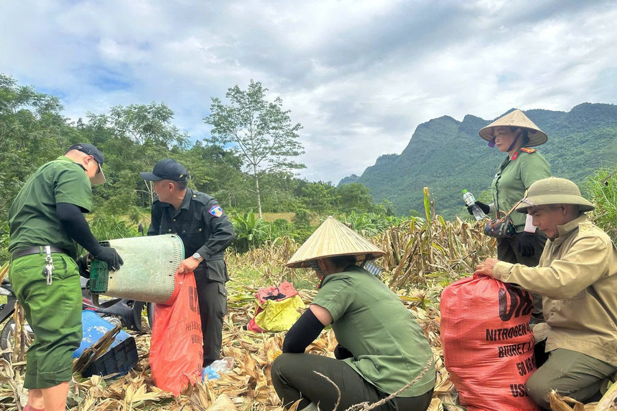 Tuyên Quang: Công an xã giúp cựu chiến binh thu hoạch hoa màu, khắc phục hậu quả thiên tai