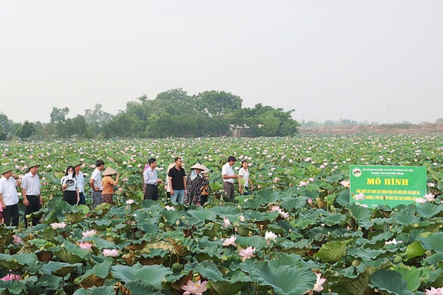 Đánh thức tiềm năng cây hoa sen, phát triển nông nghiệp đa giá trị
