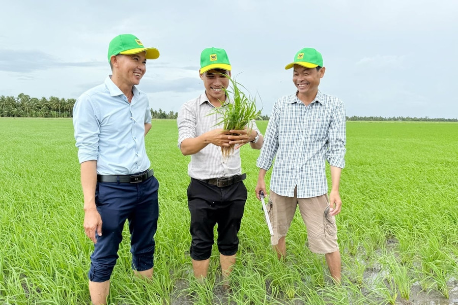 Đổi mới tư duy trên vùng đất phèn để tăng hiệu quả trồng lúa