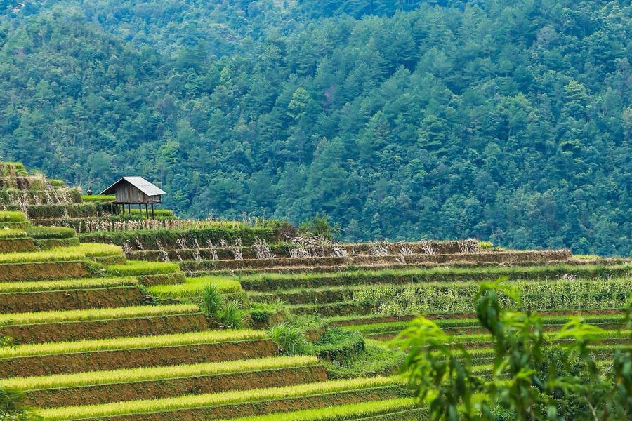 Lào Cai: Cho phép chuyển mục đích sử dụng và thuê đất thực hiện Dự án Khu du lịch nghỉ dưỡng Cát Cát - Sa Pa
