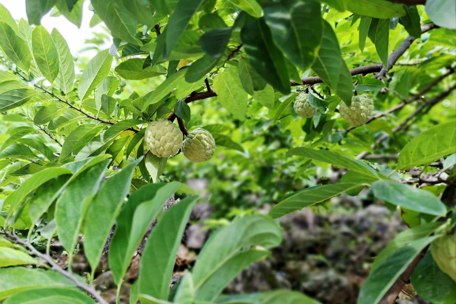 Xã La Hiên, Thái Nguyên: Quảng bá, nâng cao giá trị nông sản địa phương