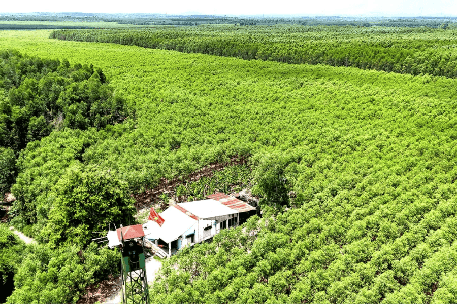 Chuyển hóa giá trị sinh thái của rừng thành nguồn lực kinh tế quan trọng