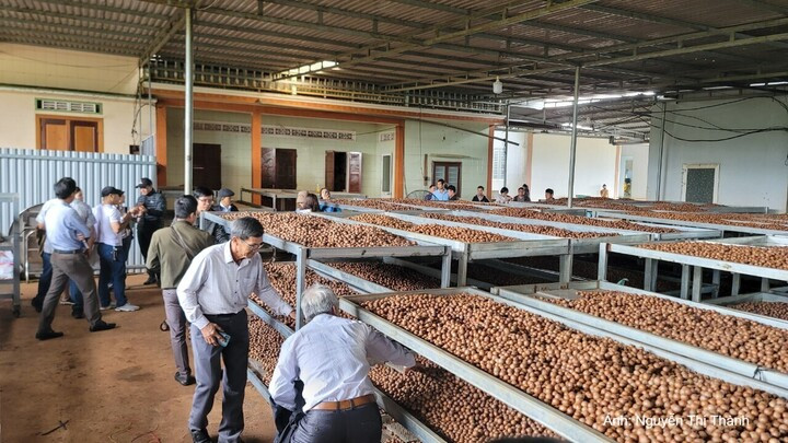 Đắk Lắk dành 1,6 tỷ đồng hỗ trợ đổi mới công nghệ chế biến nông sản