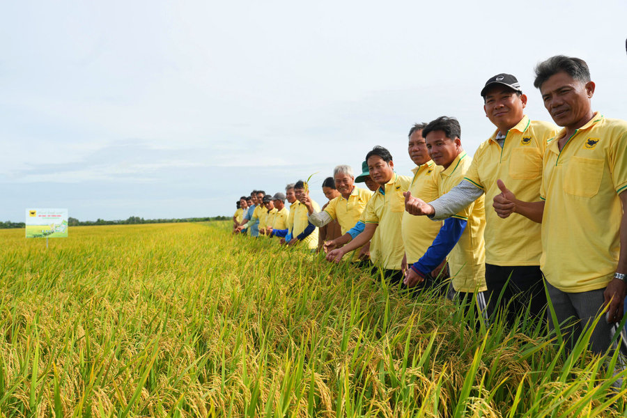 Nâng pH đất phèn- chìa khóa hạ giá thành lúa hè thu ở Tứ giác Long Xuyên
