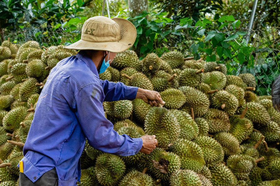 Khi diện tích sầu riêng đã gấp đôi quy hoạch