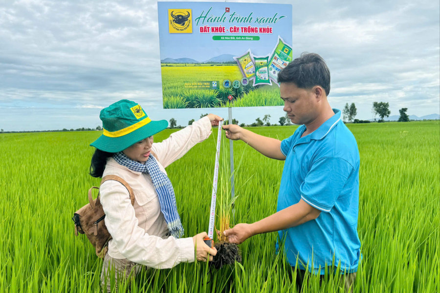 Cải tạo đất đầu vụ, chủ động hạn chế ngộ độc phèn cho lúa