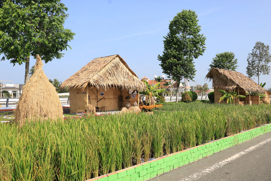 TP. Cần Thơ: Điểm nhấn tại Festival Quốc tế Ngành hàng lúa gạo Việt Nam - Cần Thơ 2026